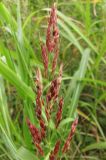 Sorghum halepense. Часть соцветия. Крым, Севастополь, окр. ст. Инкерман-2, обочина дороги. 2 сентября 2010 г.