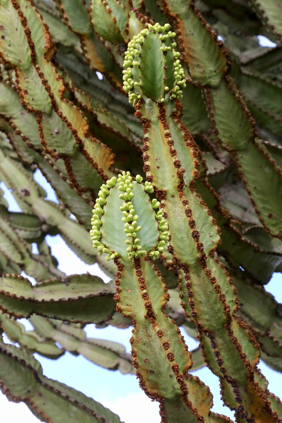 Изображение особи Euphorbia ingens.