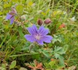 Geranium gymnocaulon. Верхушка цветущего растения. Карачаево-Черкесия, окр. Теберды, ущелье р. Азгек, альпийский луг. 02.09.2019.