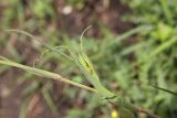 Tragopogon orientalis