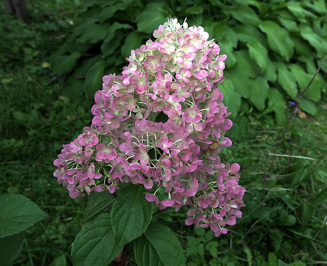 Изображение особи Hydrangea paniculata.