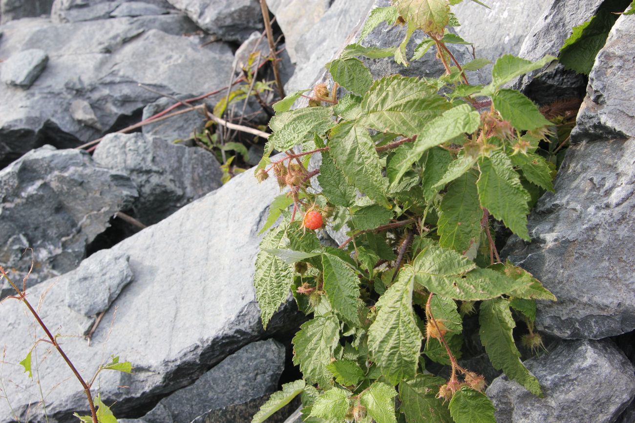 Image of Rubus matsumuranus specimen.