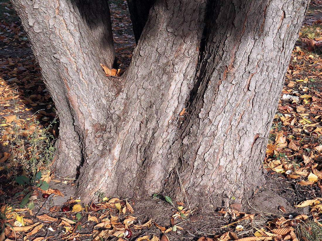 Image of Aesculus hippocastanum specimen.