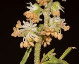 Reseda muricata