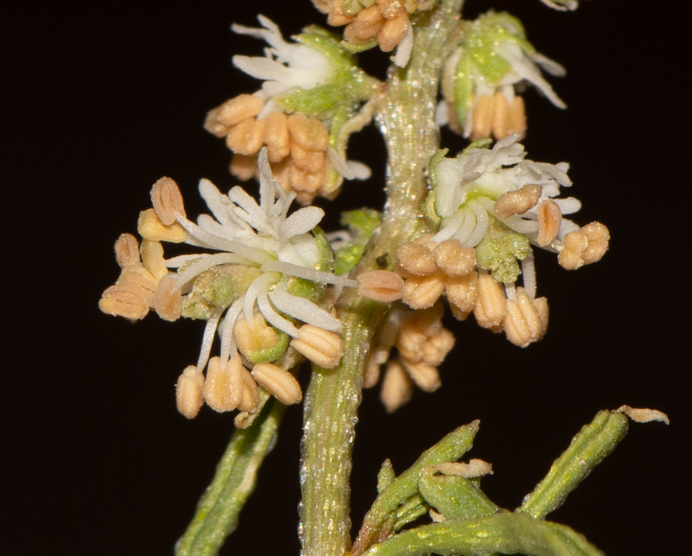 Image of Reseda muricata specimen.