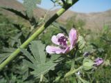 Althaea broussonetiifolia. Цветок и листья. Южный Казахстан, Сырдарьинский Каратау, горы Улькунбурултау, ≈ 700 м н.у.м., мезофильное местообитание у солоноватого родника Карабастау. 15 сентября 2020 г.