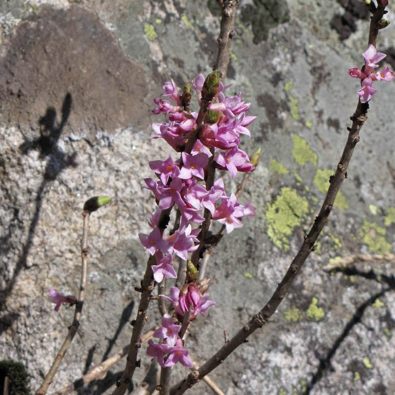 Image of Daphne mezereum specimen.