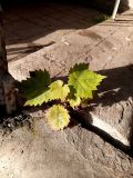 Vitis vinifera. Вегетирующее растение. Санкт-Петербург, Центральный р-н, окр. ст. м. «Чернышевская», в щели между зданием и тротуаром. 01.10.2020.