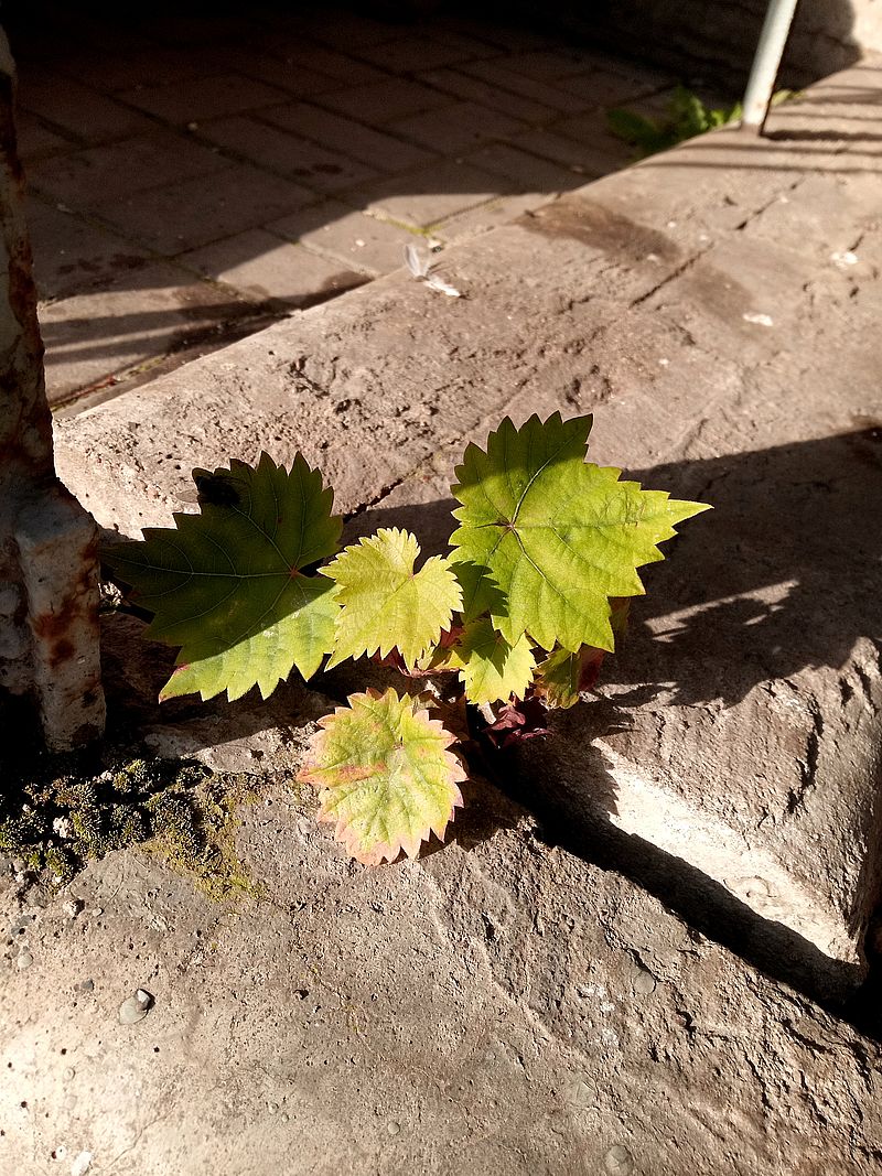 Изображение особи Vitis vinifera.