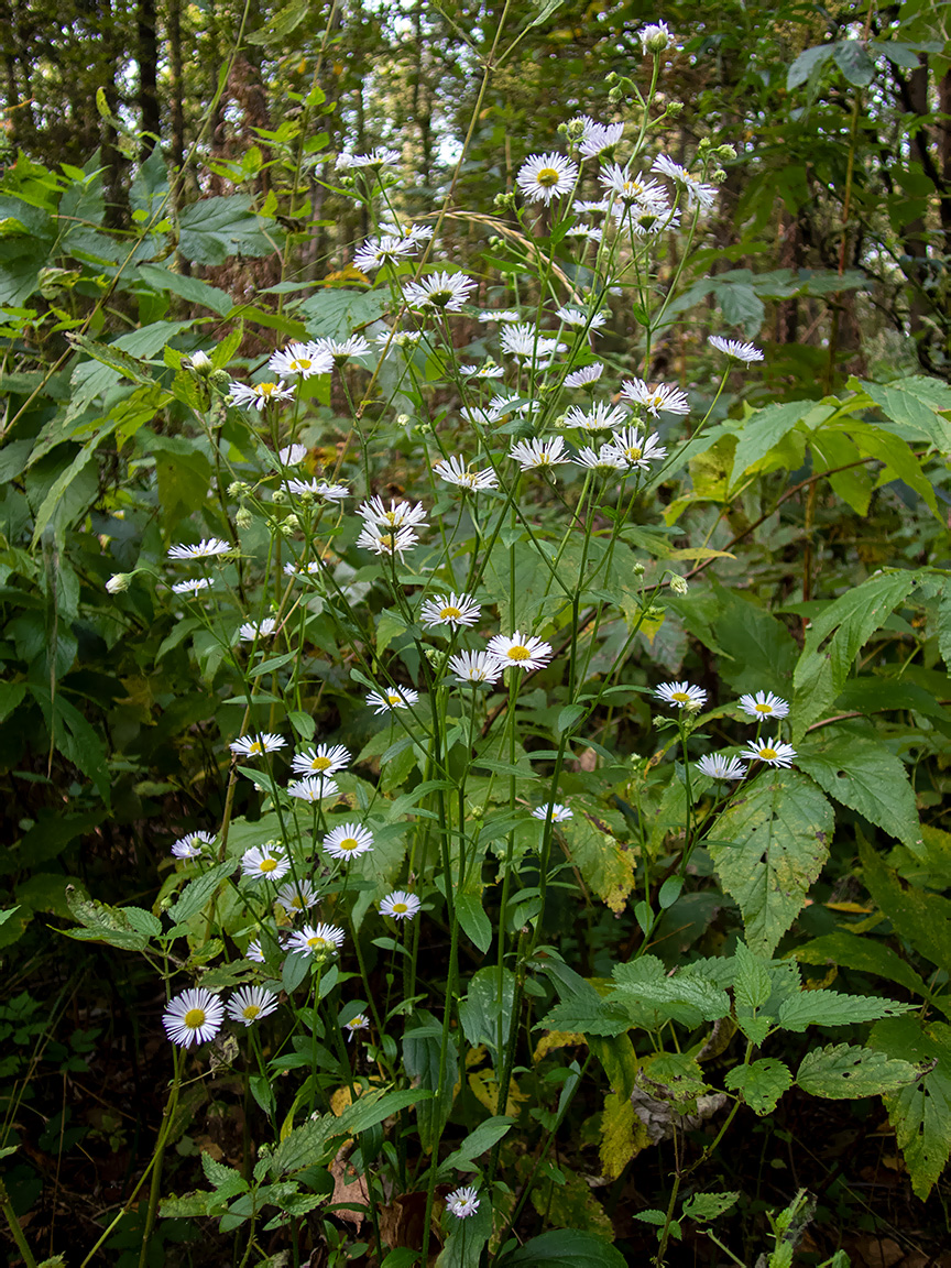 Image of Erigeron annuus specimen.