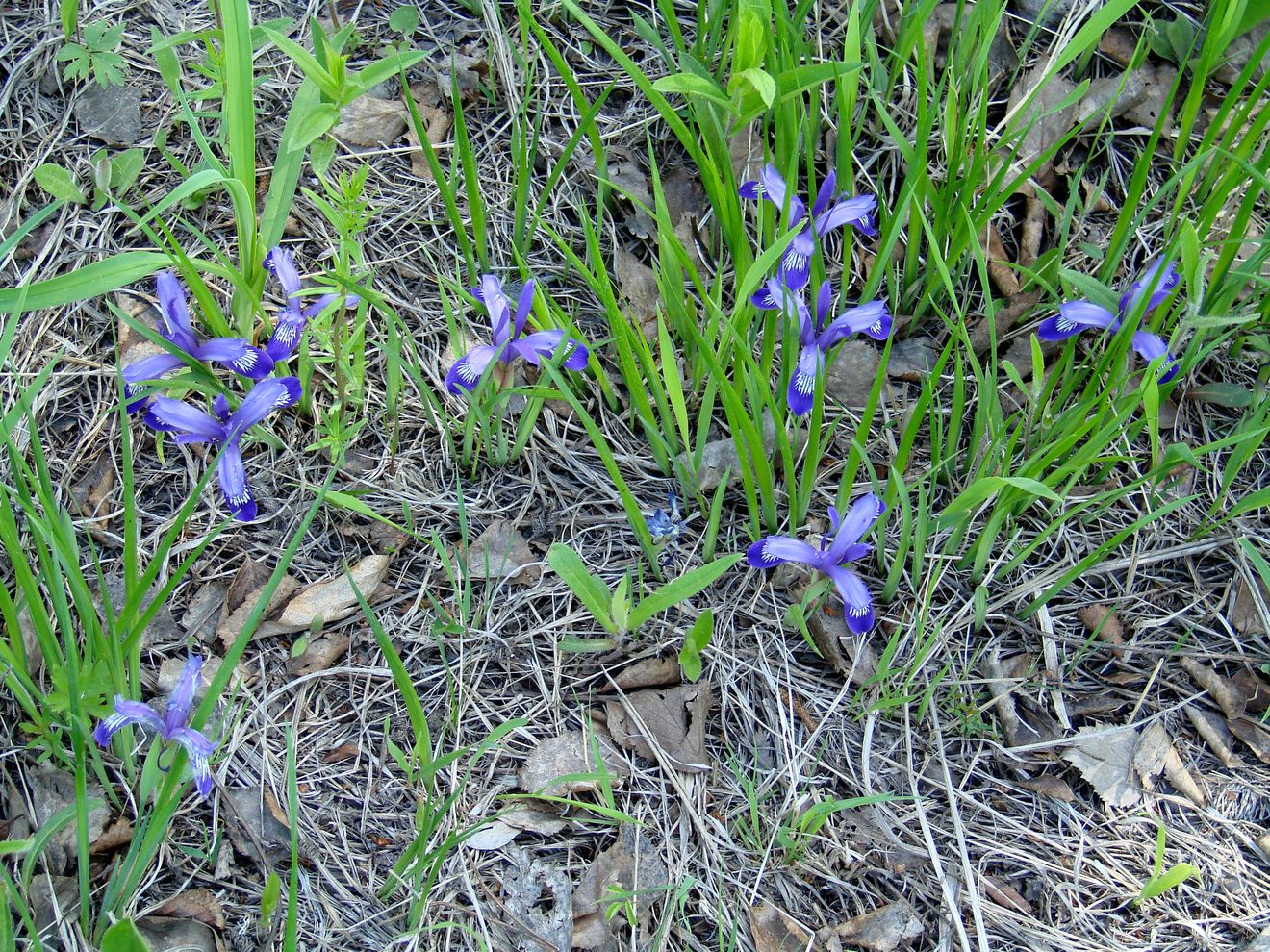 Image of Iris ruthenica specimen.