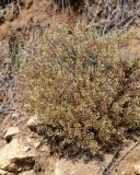 genus Alyssum. Плодоносящее растение. Волгоградская обл., Камышинский р-н, Лебяженское сельское поселение, окр. горы Уши, борт песчаного оврага. 31.05.2019.