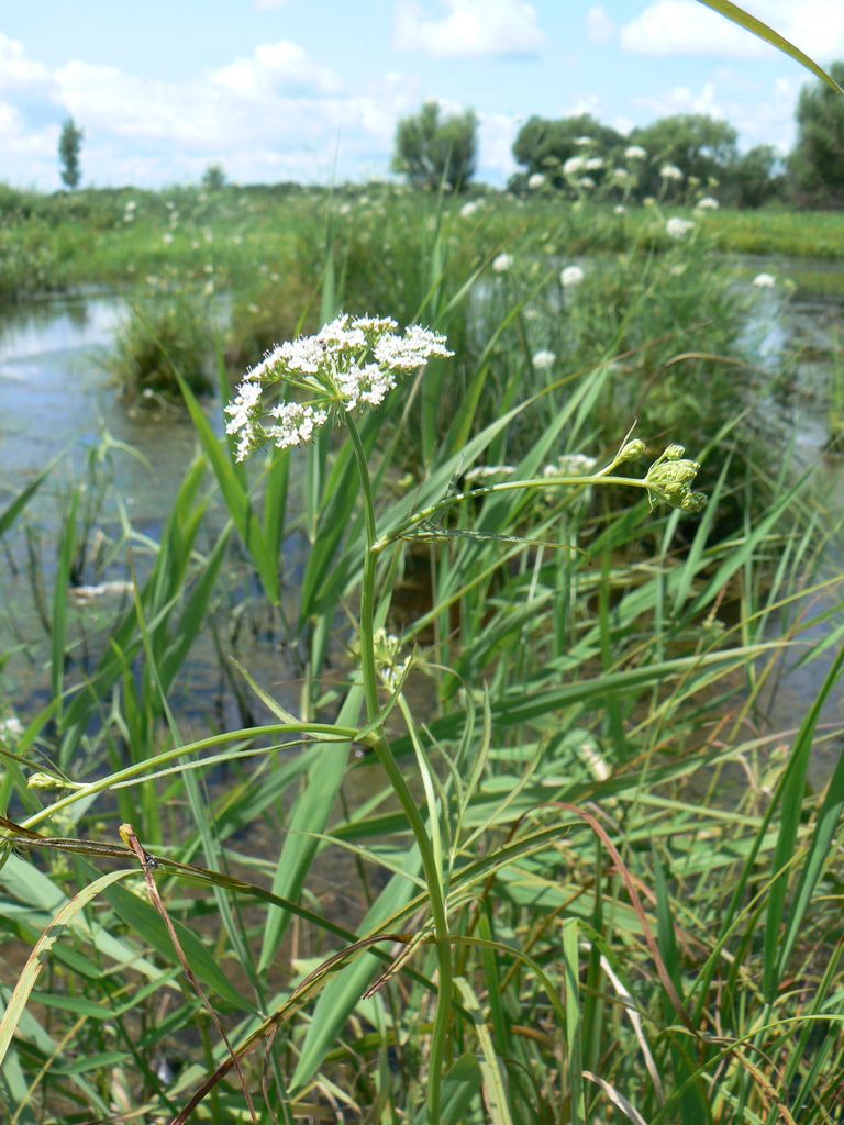 Image of Sium suave specimen.