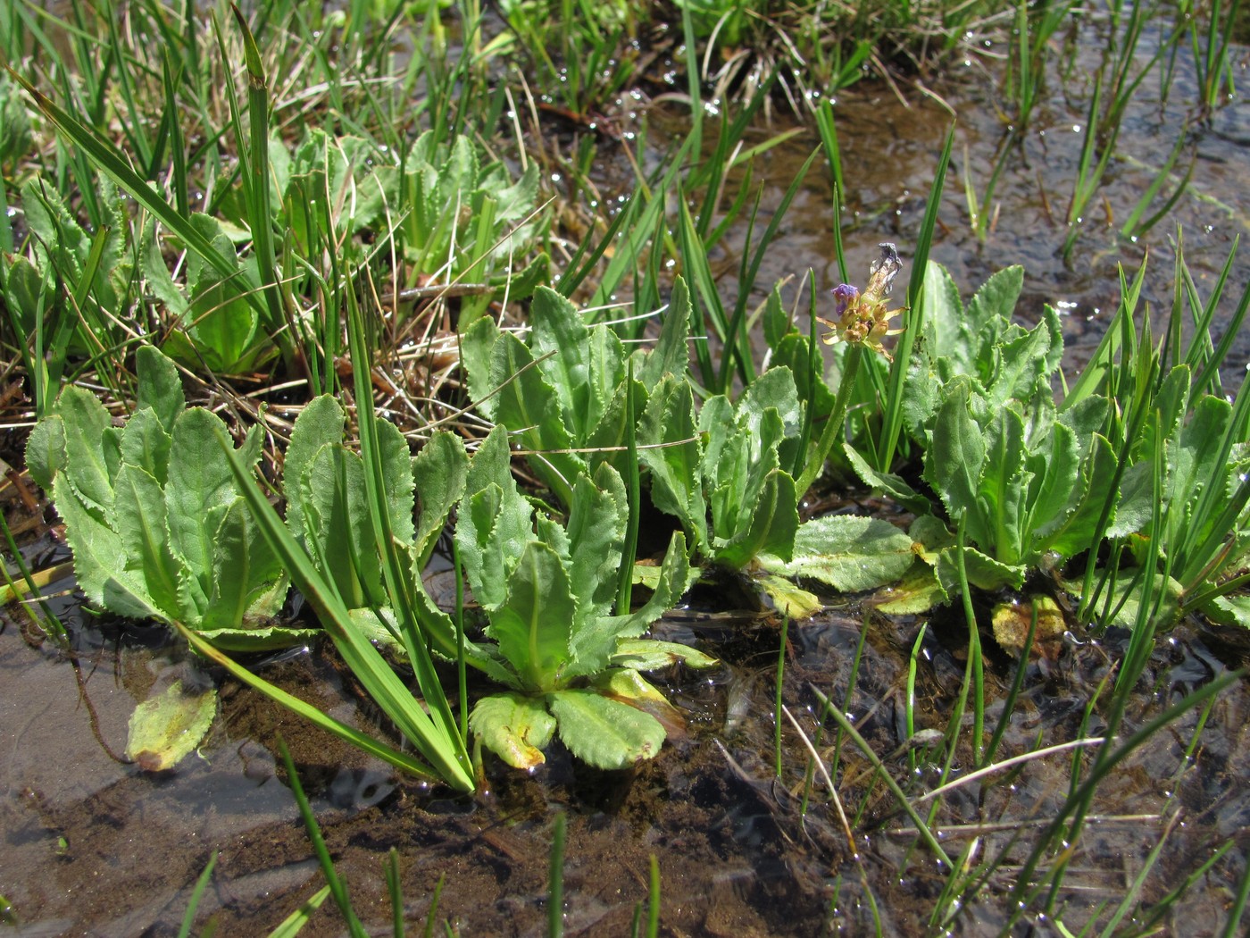 Изображение особи Primula auriculata.