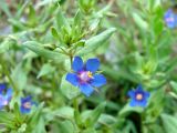 Anagallis foemina