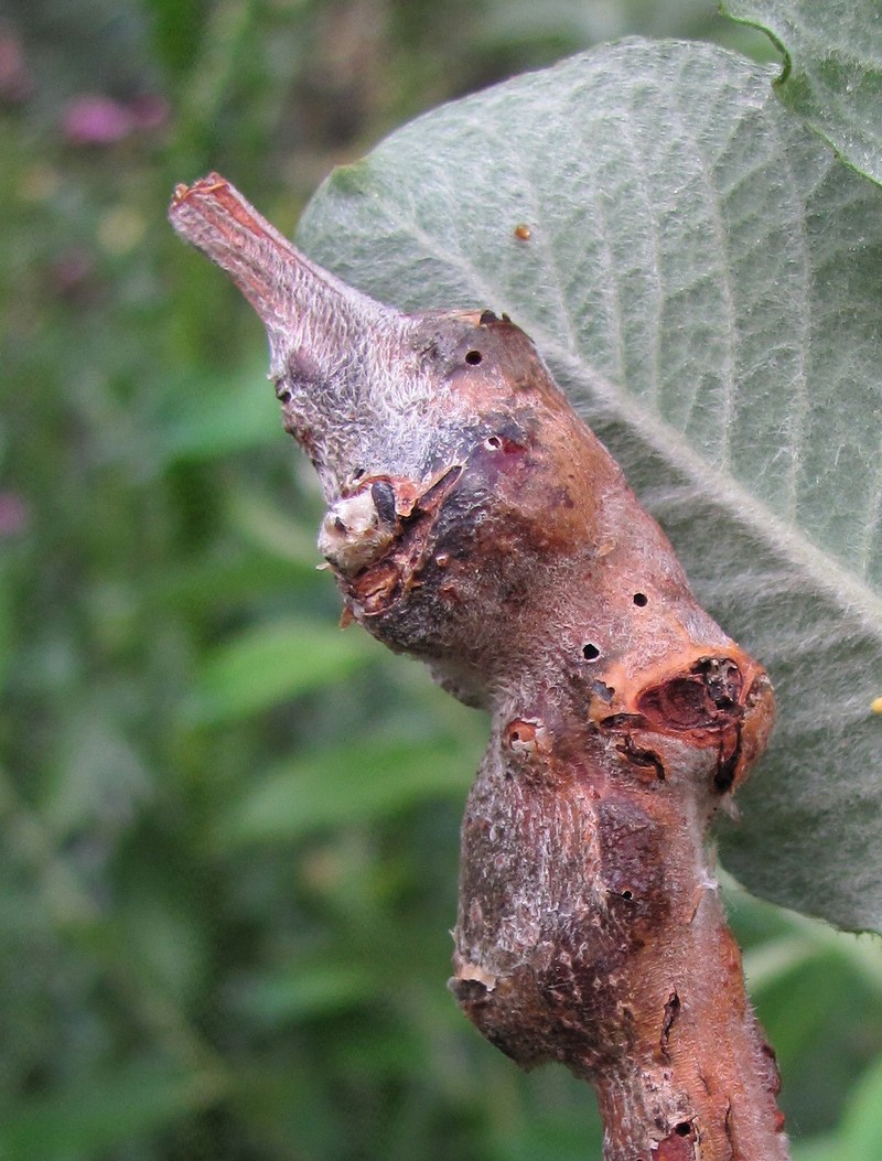 Изображение особи Salix pseudomedemii.