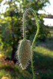 Papaver rhoeas