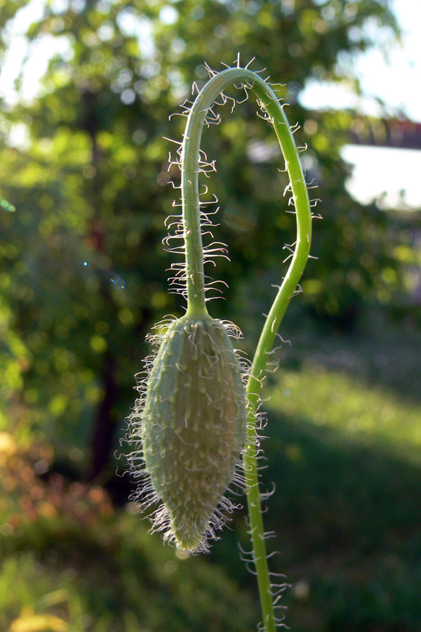 Image of Papaver rhoeas specimen.