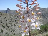 Eremurus olgae