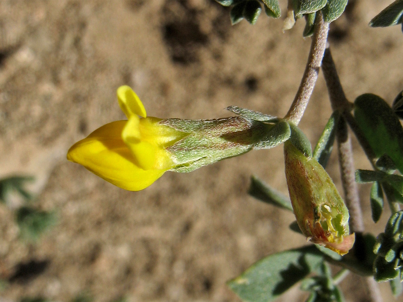 Image of Lotus creticus specimen.