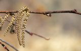 Corylus mandshurica