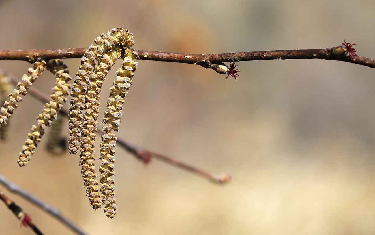 Image of Corylus mandshurica specimen.