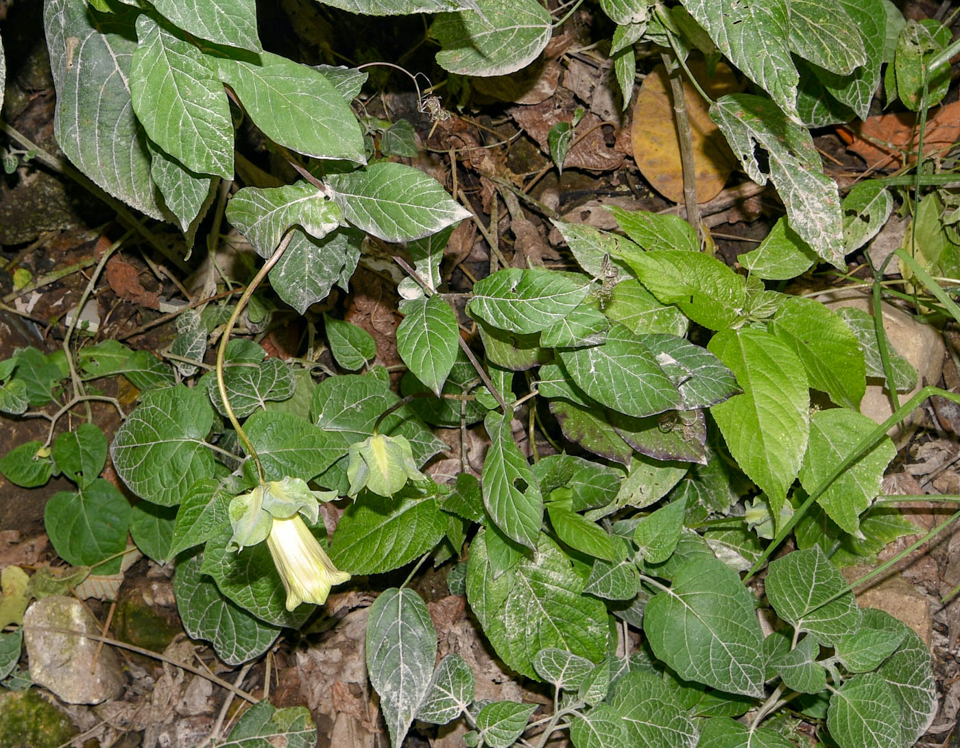 Изображение особи Cobaea scandens.