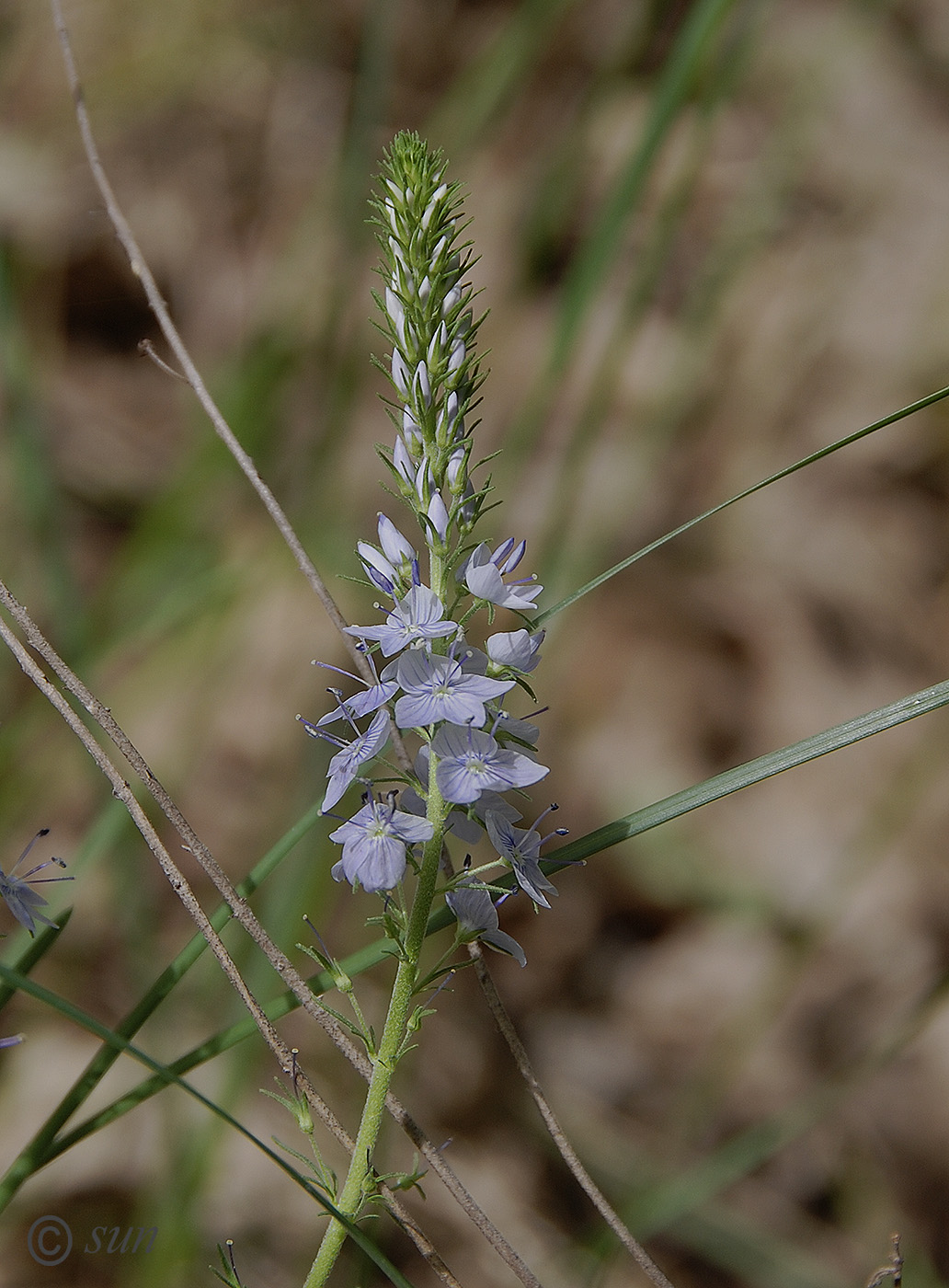 Image of Veronica jacquinii specimen.