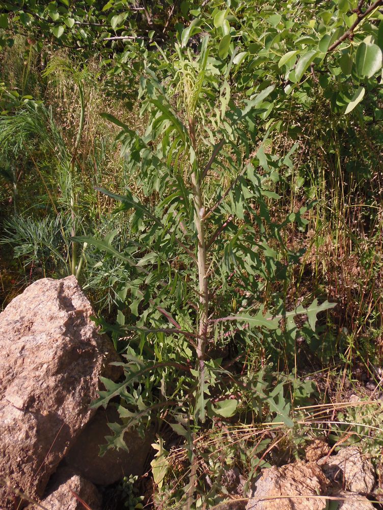 Image of Scariola viminea specimen.