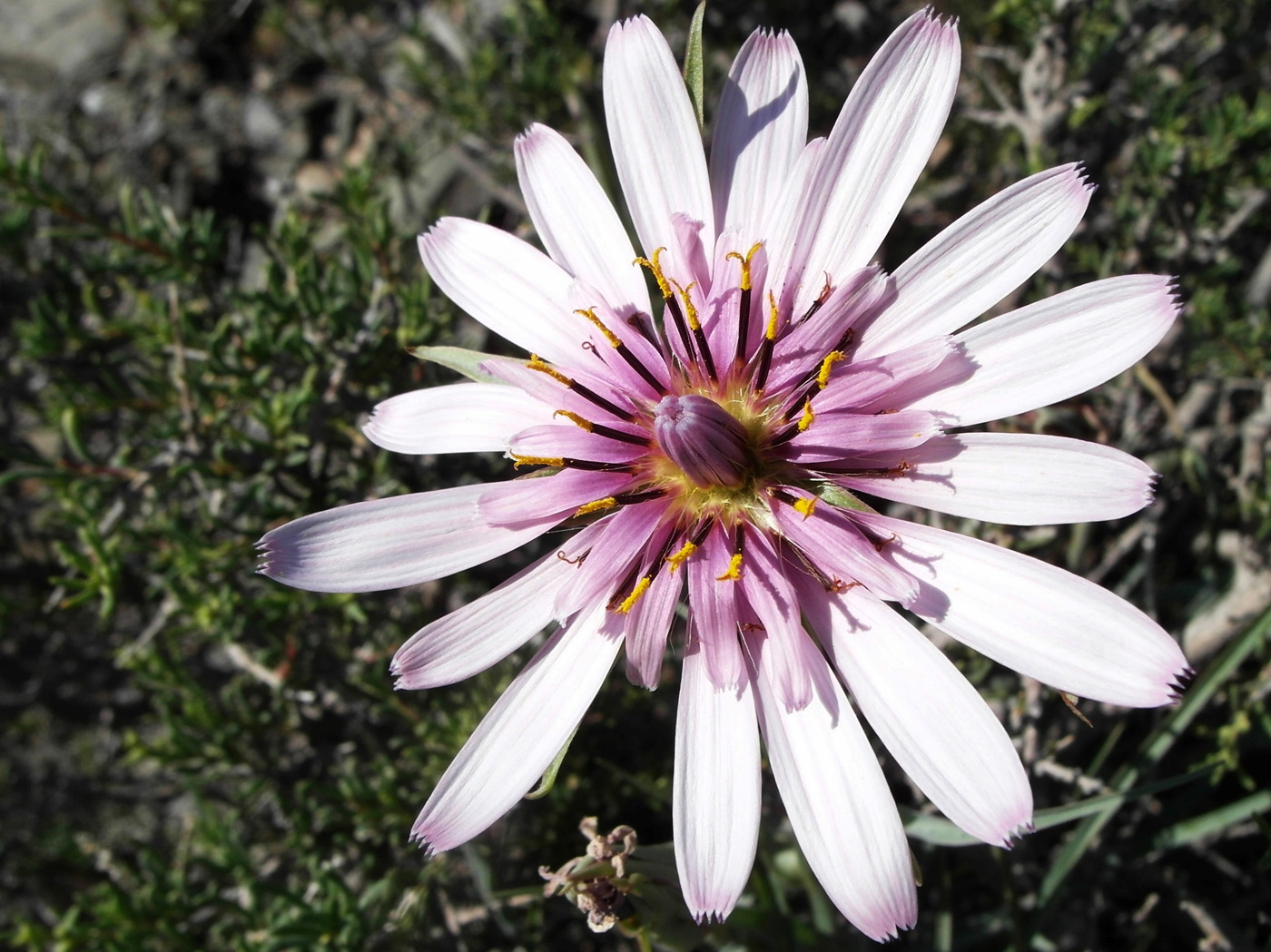 Изображение особи Tragopogon marginifolius.