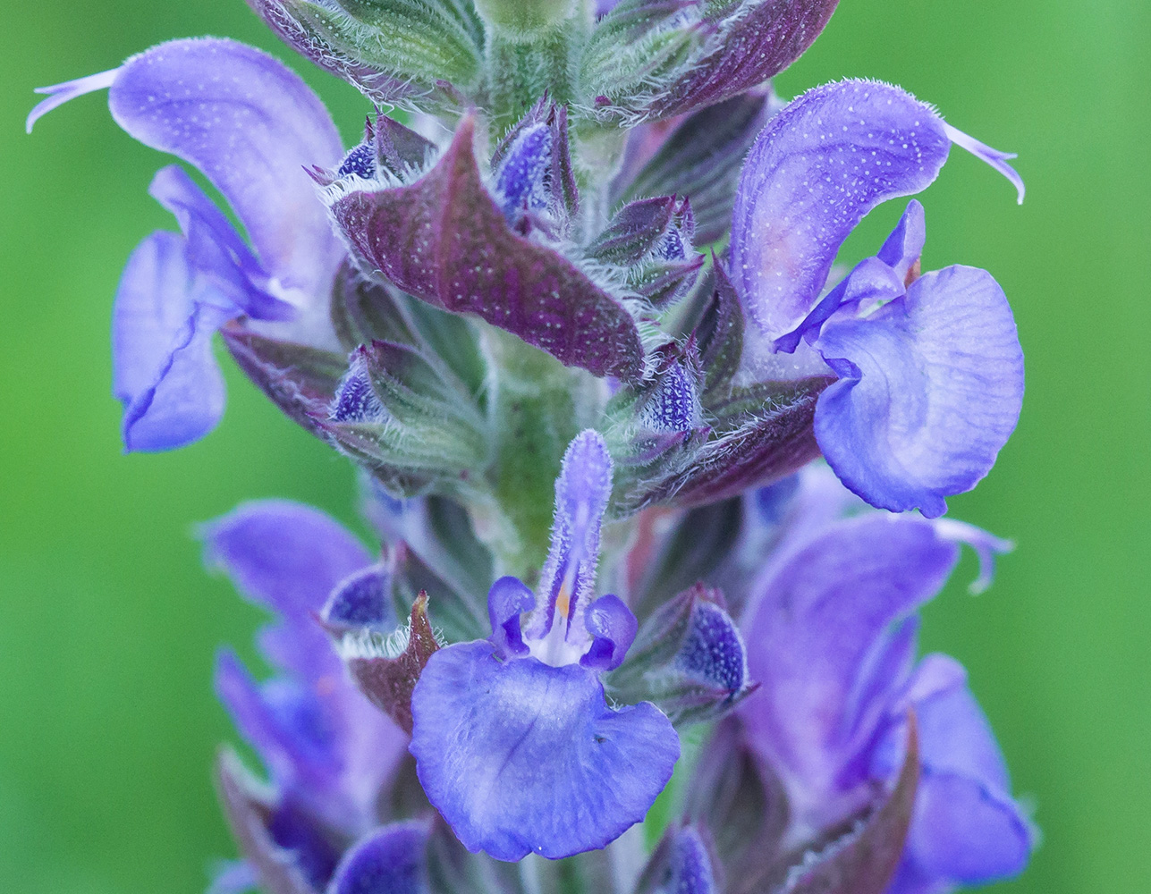 Image of Salvia tesquicola specimen.