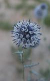 Echinops orientalis. Соцветие. Казахстан, г. Актау, морское побережье. 21 июня 2021 г.