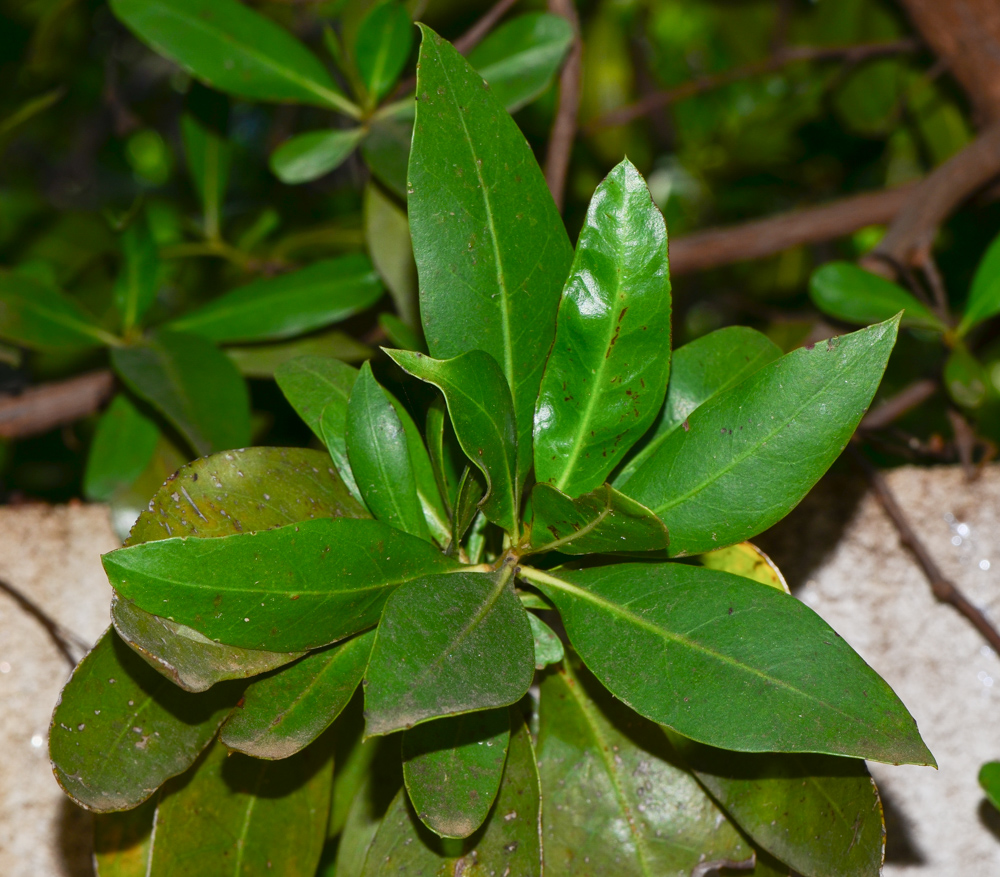 Изображение особи Conocarpus erectus.
