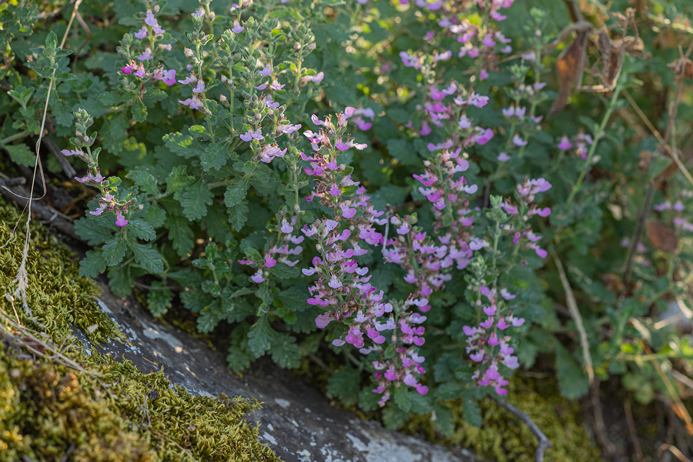 Image of Teucrium chamaedrys specimen.