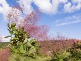 Cotinus coggygria. Ветвь с соплодиями. Краснодарский край, Крымский р-н, окр. станицы Неберджаевская, ур. Темрючки, старый заброшенный мергелевый карьер, на отвале грунта. 14.06.2021.