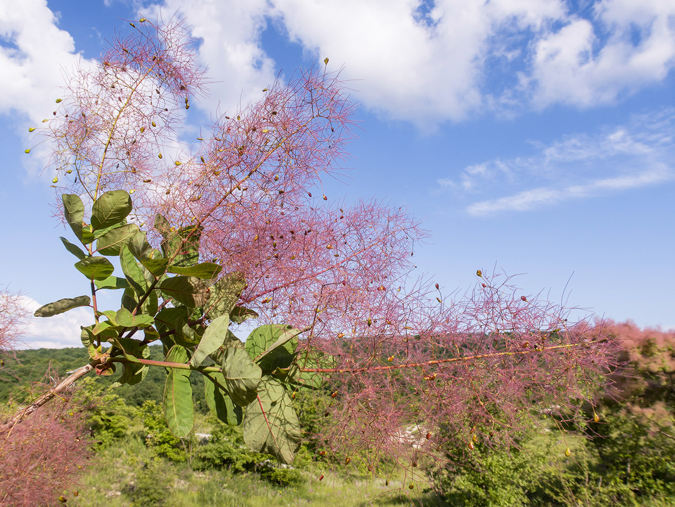 Image of Cotinus coggygria specimen.