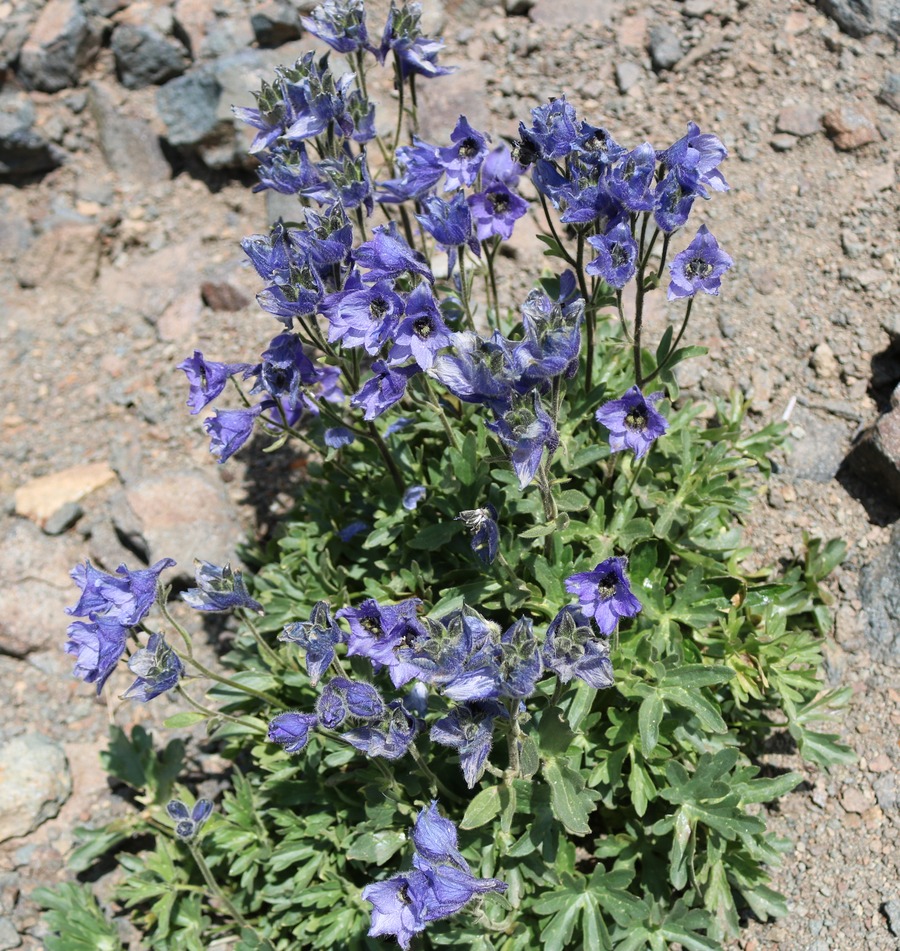 Image of Delphinium foetidum specimen.