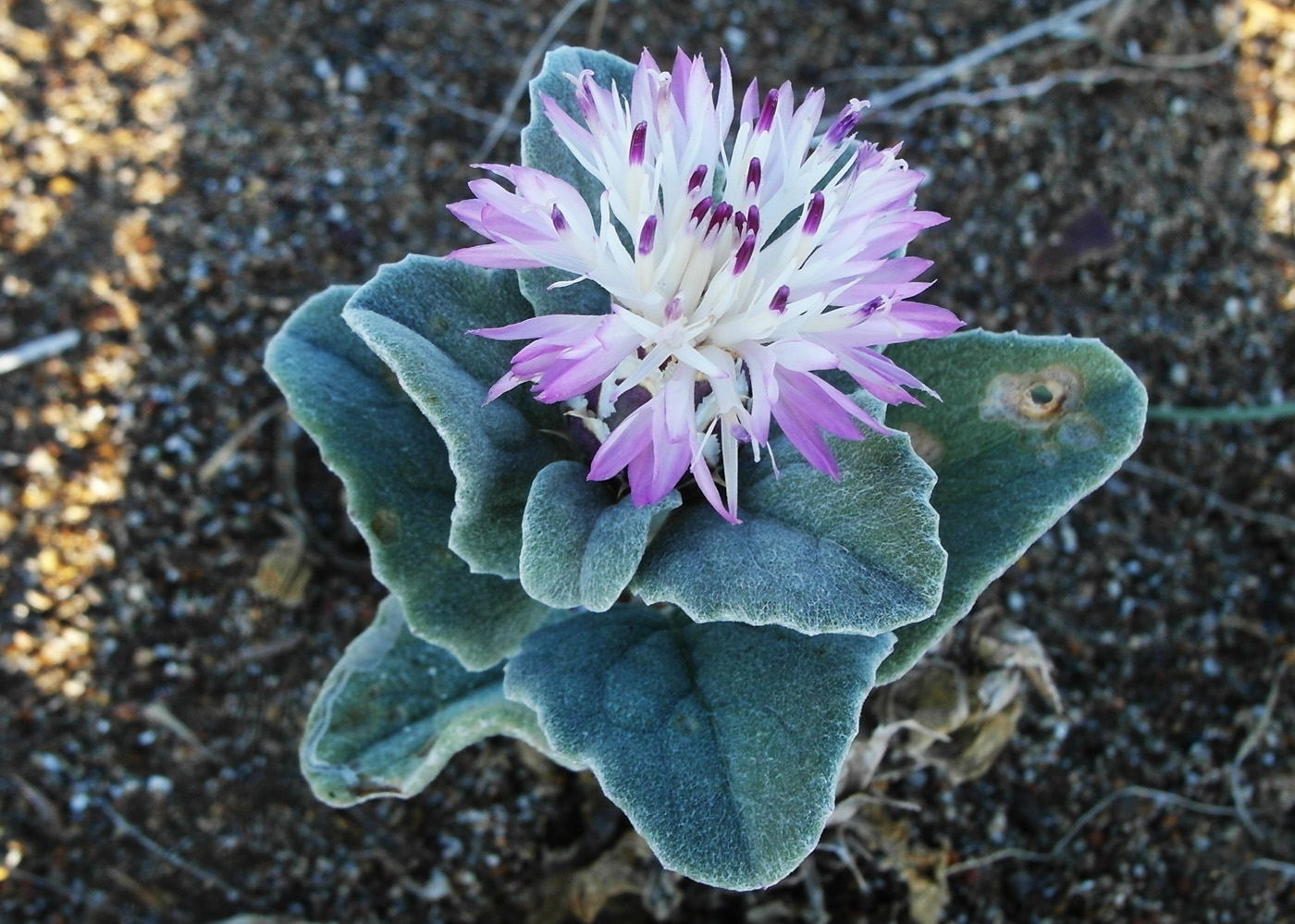 Изображение особи род Centaurea.