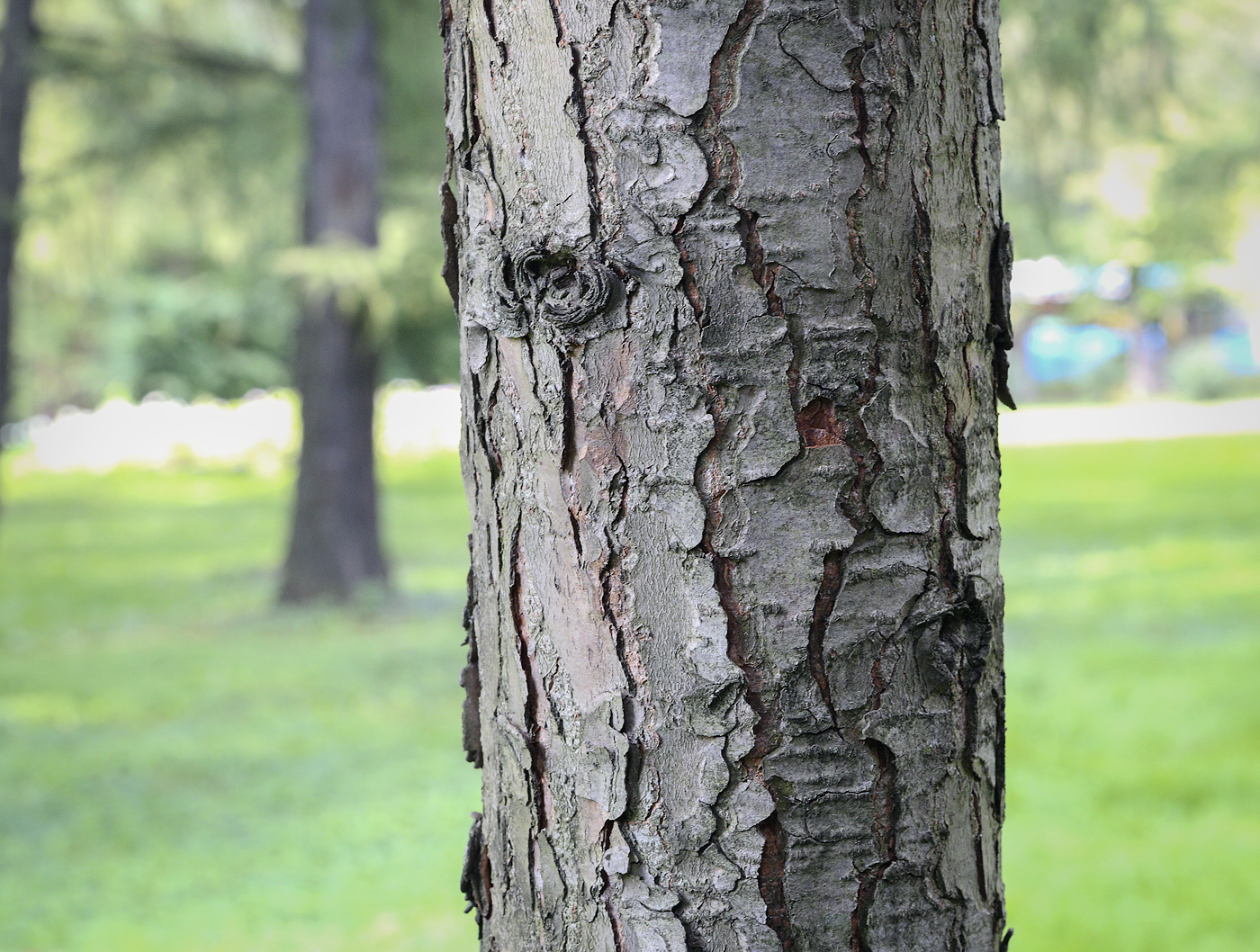 Изображение особи Tsuga canadensis.