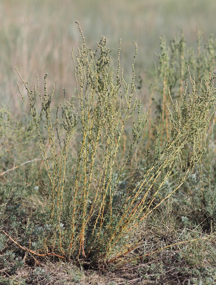 Image of Bassia prostrata specimen.