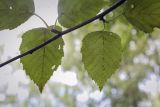 Betula utilis разновидность jacquemontii. Лист (абаксиальная поверхность). Москва, ГБС РАН, дендрарий. 29.08.2021.