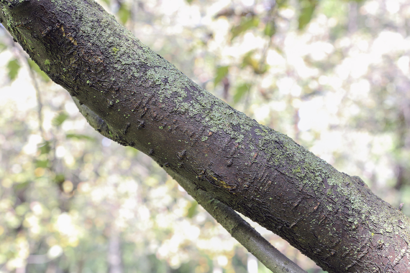 Изображение особи Sorbus hybrida.