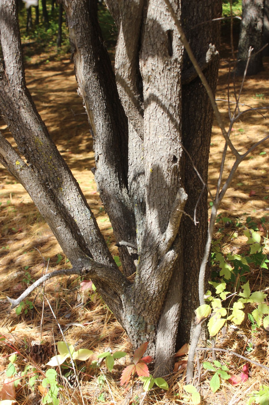 Image of Viburnum prunifolium specimen.