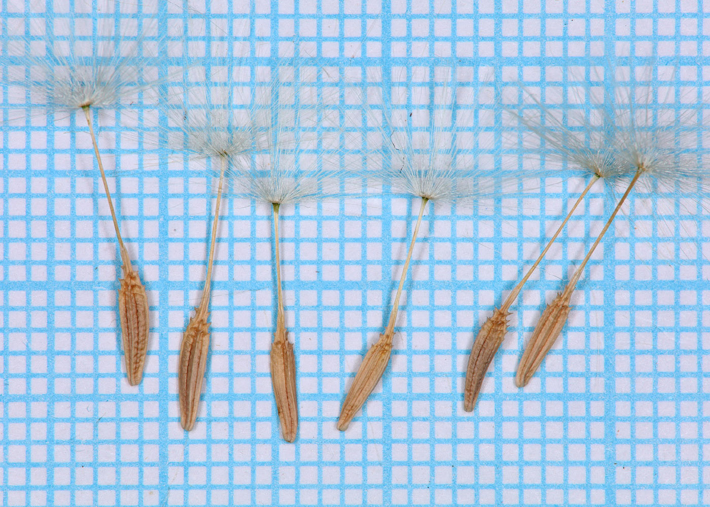 Image of Taraxacum pobedimovae specimen.