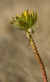 genus Euphorbia. Верхушка растения. Ростовская обл., Мясниковский р-н, хут. Недвиговка, степной склон. 24.10.2010.