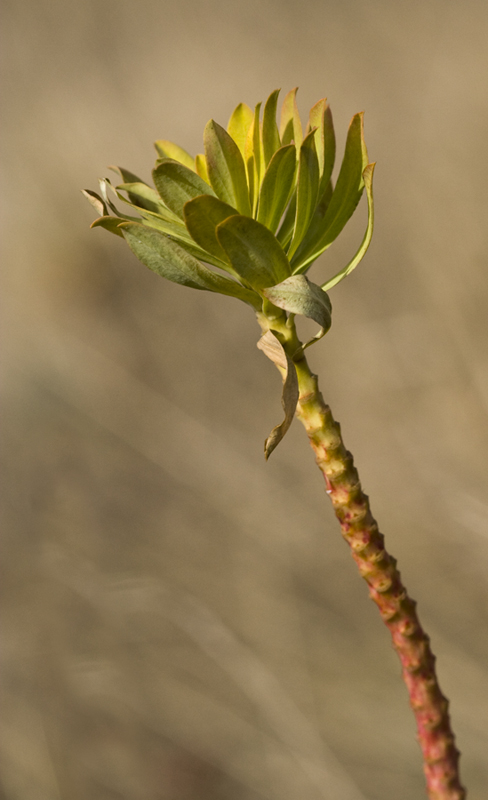 Изображение особи род Euphorbia.