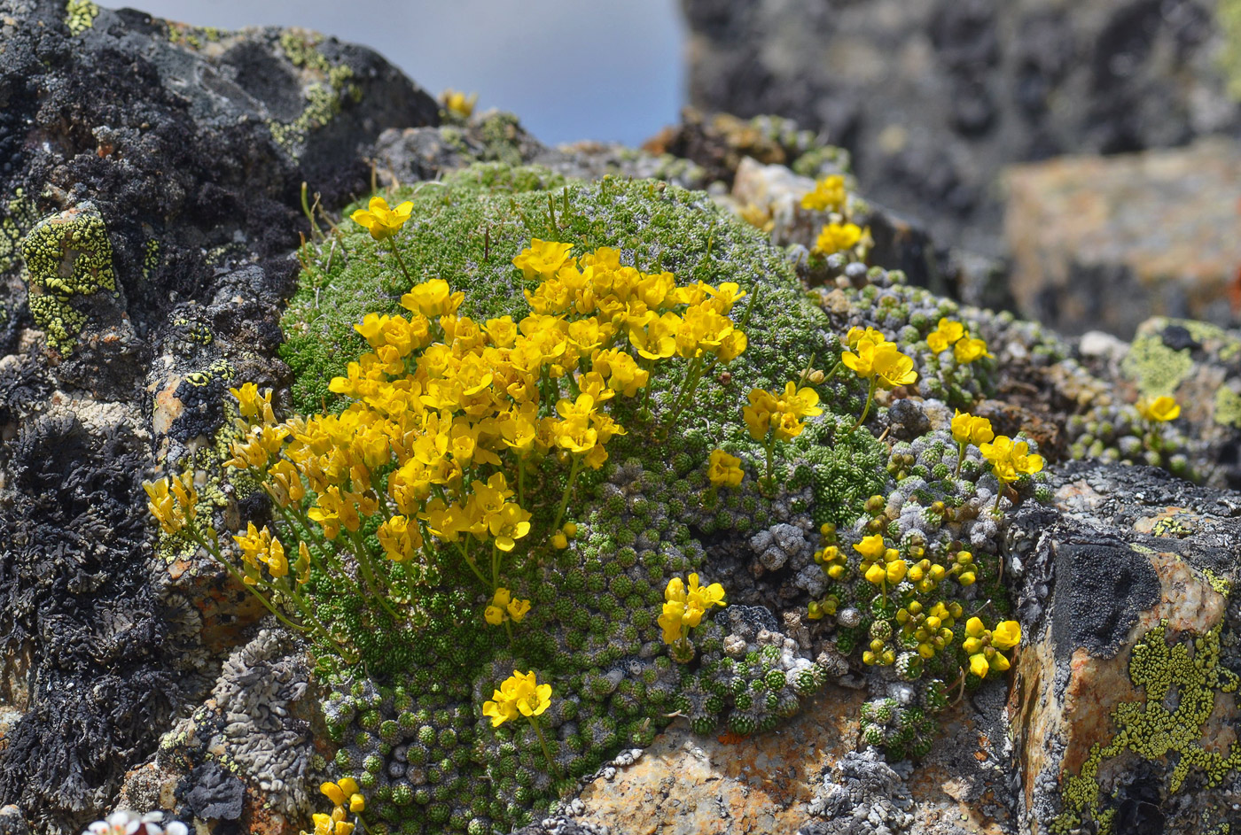 Изображение особи Draba bryoides.