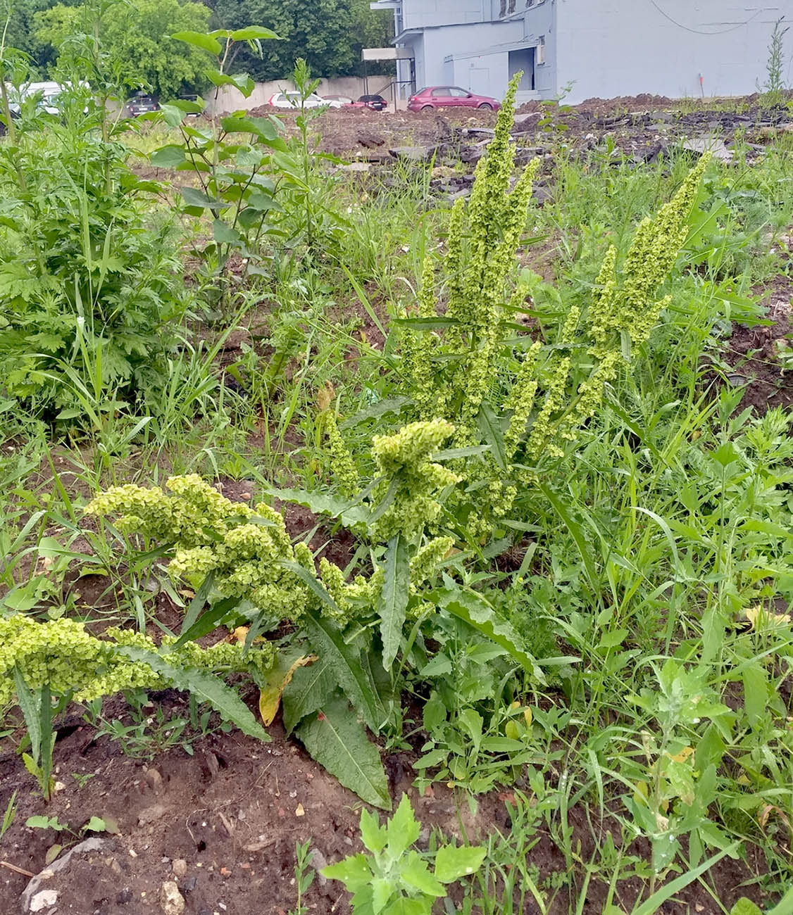 Изображение особи Rumex longifolius.