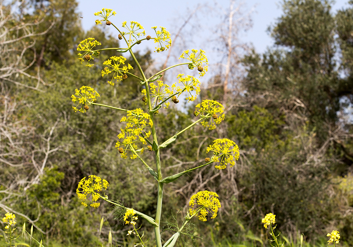 Изображение особи Ferula communis.