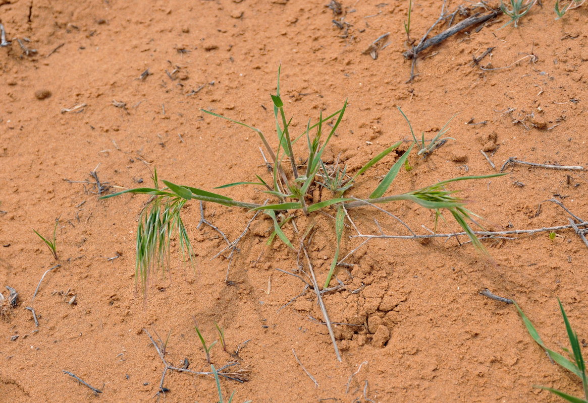 Image of Anisantha tectorum specimen.